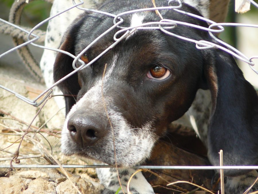 Maltreatment in animals fear factories